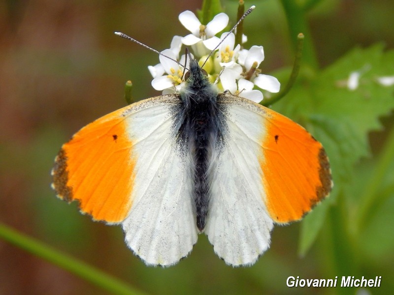 Anthocharis cardamines : finalmente si  posato...